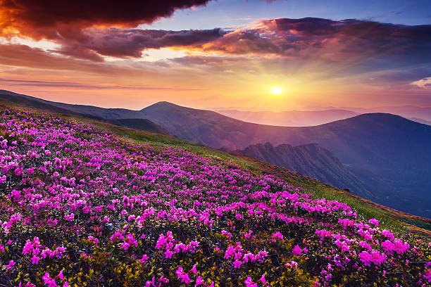 Valley of Flowers
